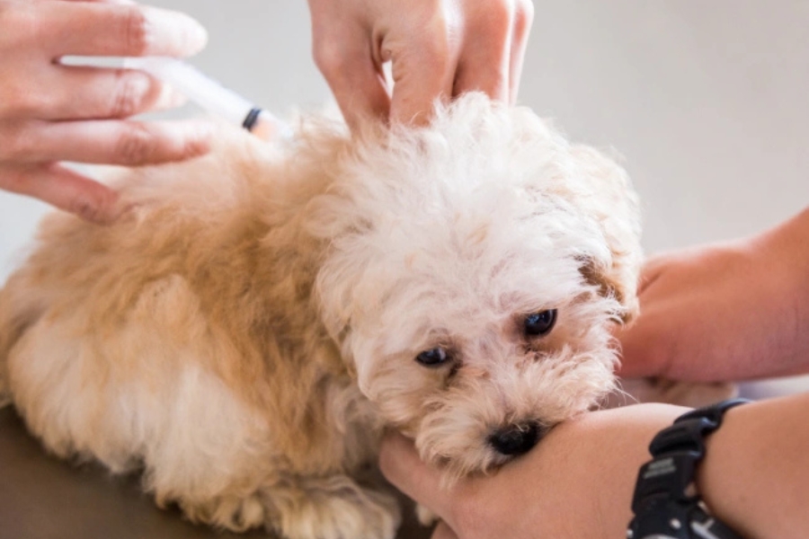 vaccinations for your pet