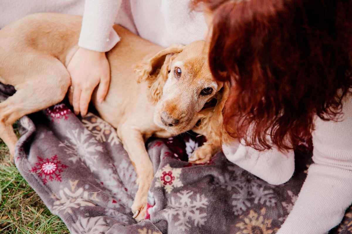 Best Food for Diabetic Dogs: What Vets Recommend Most