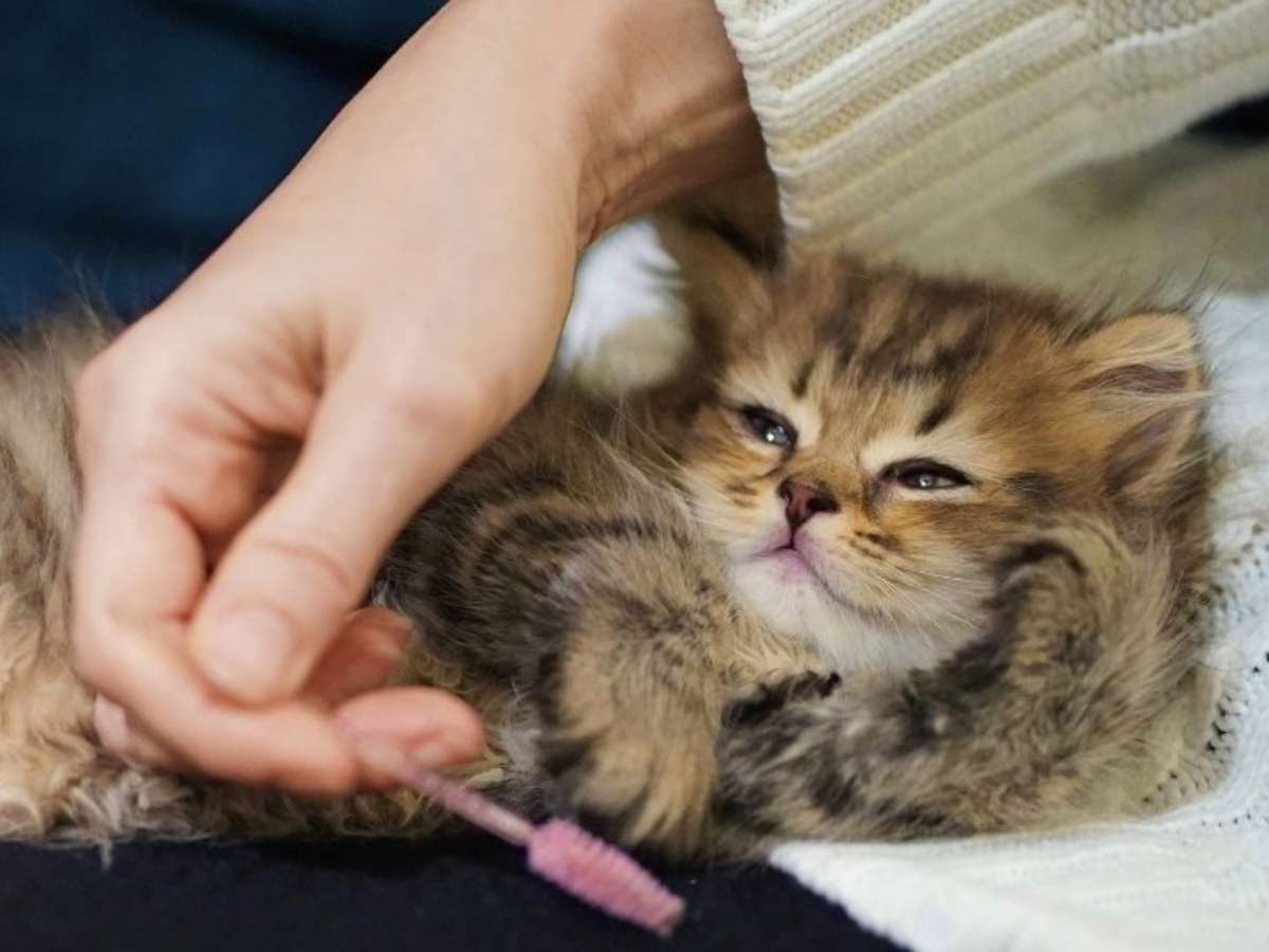 how to prepare for your kitten's first vet visit