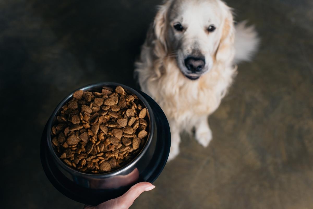 Food Choices for Dogs With Diabetes
