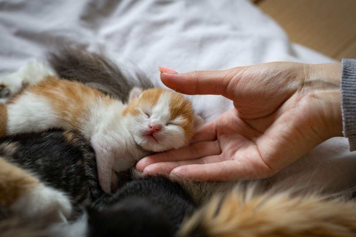 Common Kitten Health Problems You Should Never Ignore