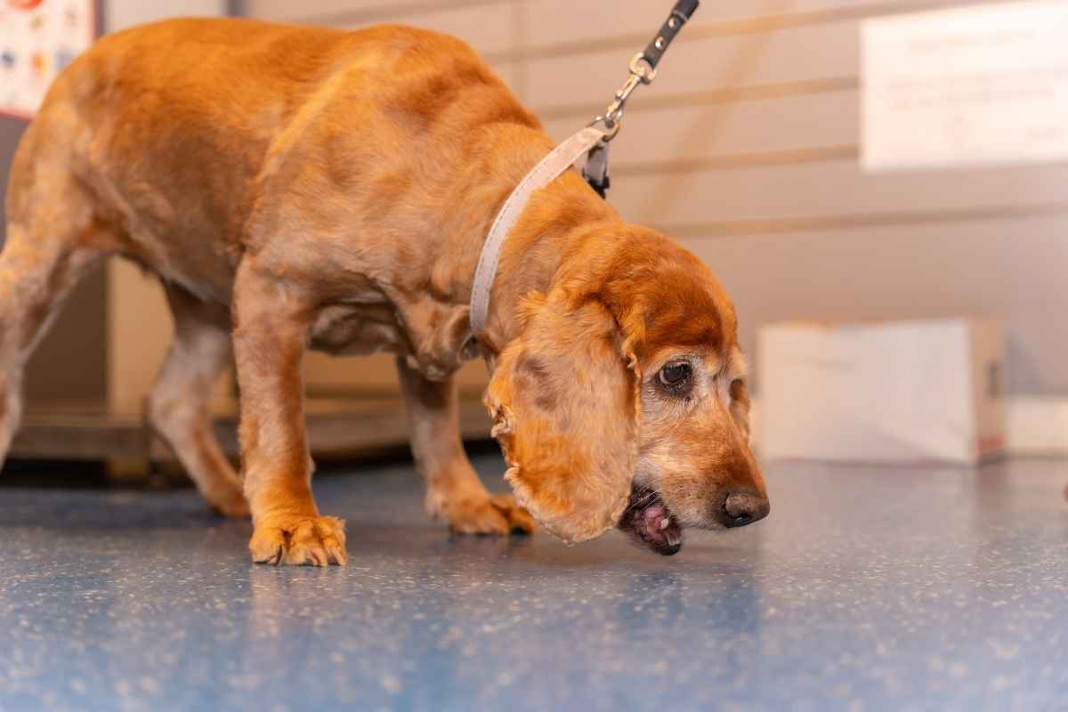 Dog Vomiting: When to Worry and When It’s Normal