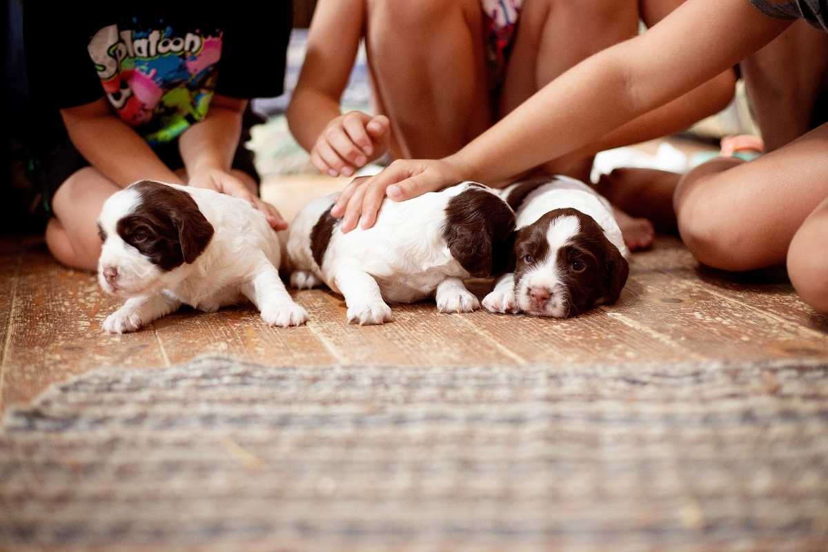 the benefits of spaying puppies at an early stage