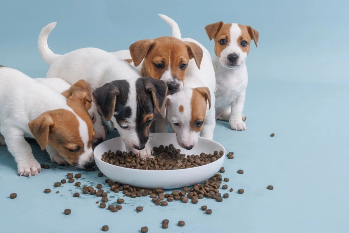 nutrition guide for puppies