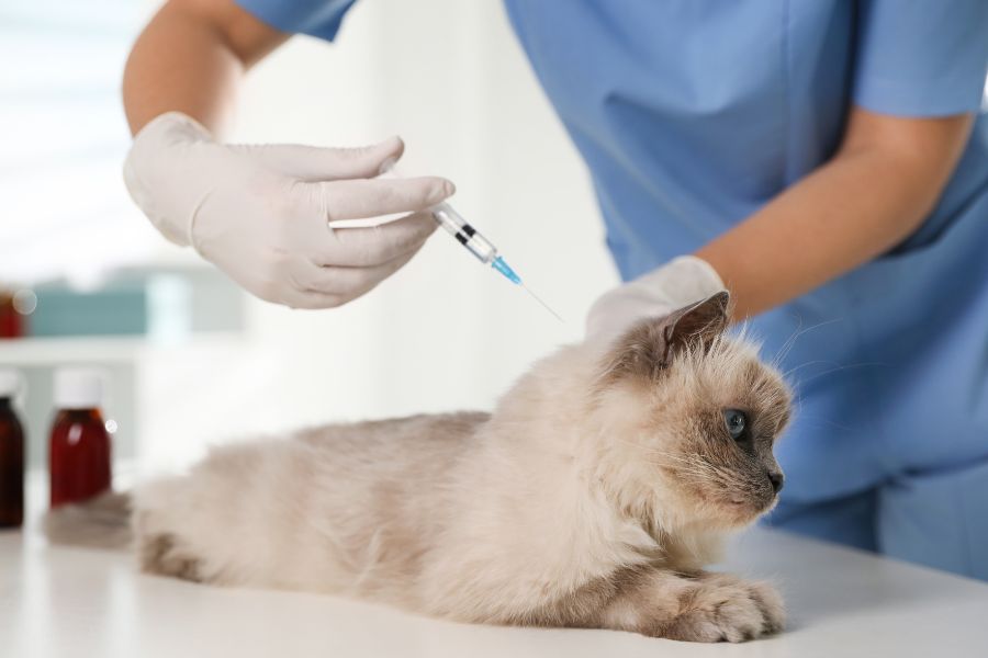 cat vaccine side effects guide