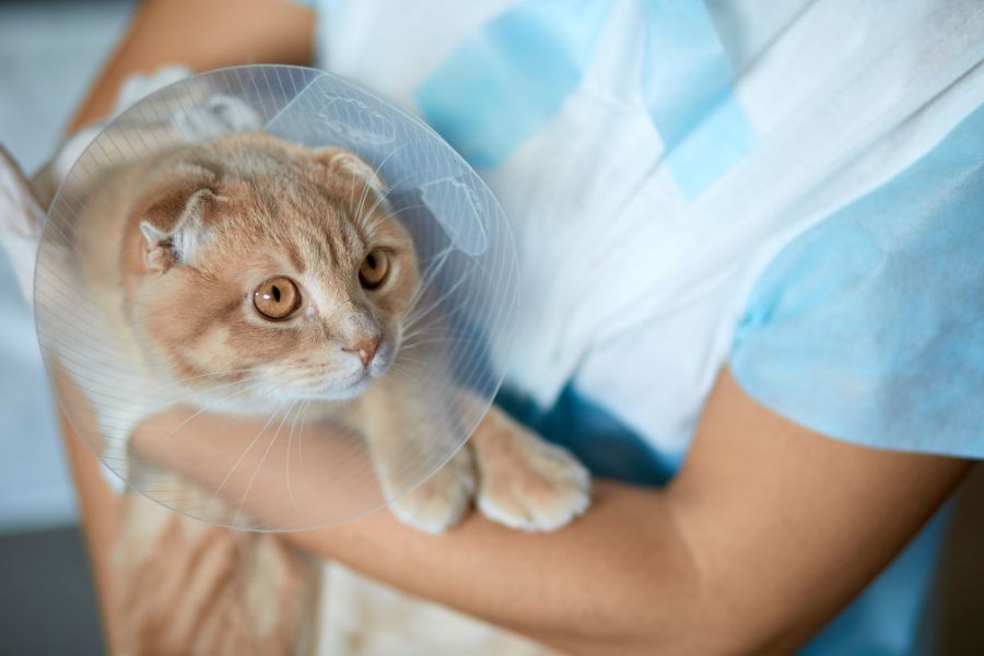 cat surgery recovery tips
