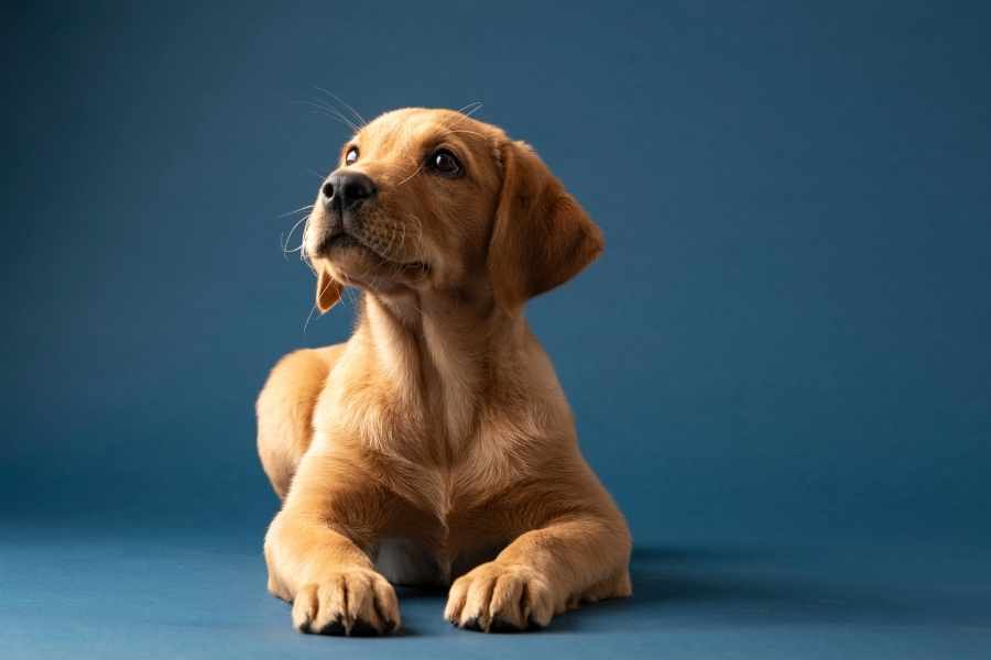 Colitis in Dogs: Is Bloody Stool Always a Cause for Concern?