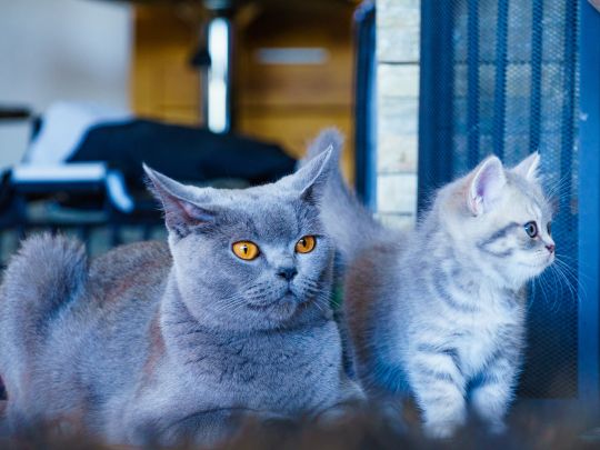 Cat Food for Hairball Prevention: What Pet Owners Should Know