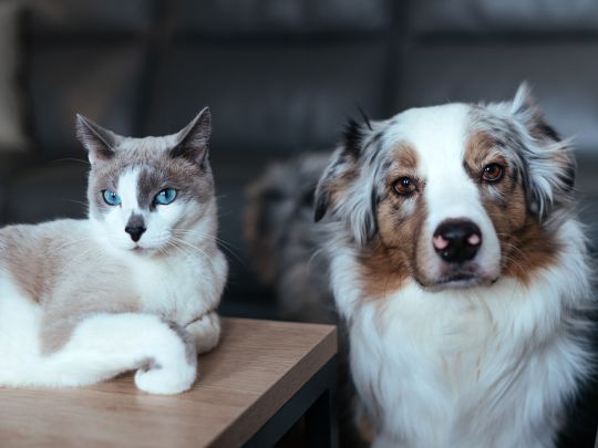 How Seasonal Temperature Changes Impact Dogs and Cats