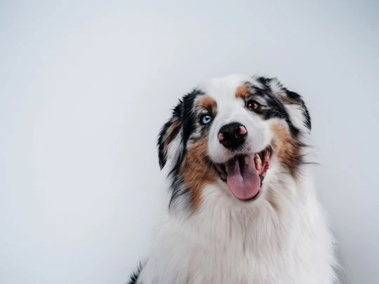 How Healthy Weight Supports Senior Dog Health
