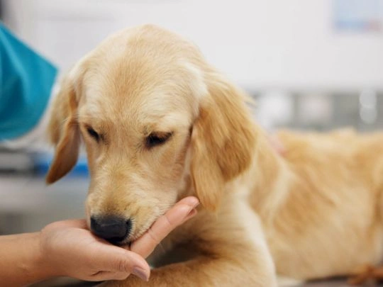 Pet First Aid or Urgent Care How to Make the Right Choice