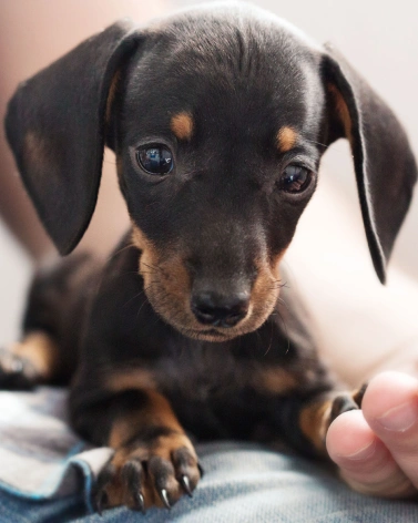 urgent pet care