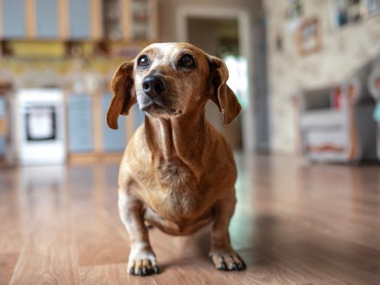 My Dog's Belly Is Swollen: What It Could Mean
