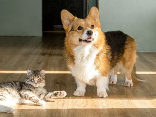 Vet Visit Anxiety: How to Help Your Pet Stay Calm